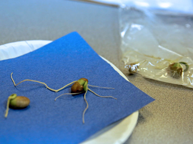 Seeds starting to sprout.